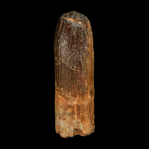 1.2" Rebbachisaurus Sauropod Fossil Tooth Early Cretaceous Dinosaur COA, Display - Fossil Age Minerals