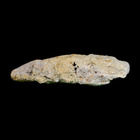 2.7" Agatized Coral Slabs Fossil Oligocene and Miocene Epochs Suwannee River Florida