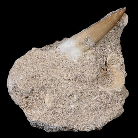 1.8" Plesiosaur Zarafasaura Tooth Fossil In Matrix Cretaceous Dinosaur Era COA - Fossil Age Minerals