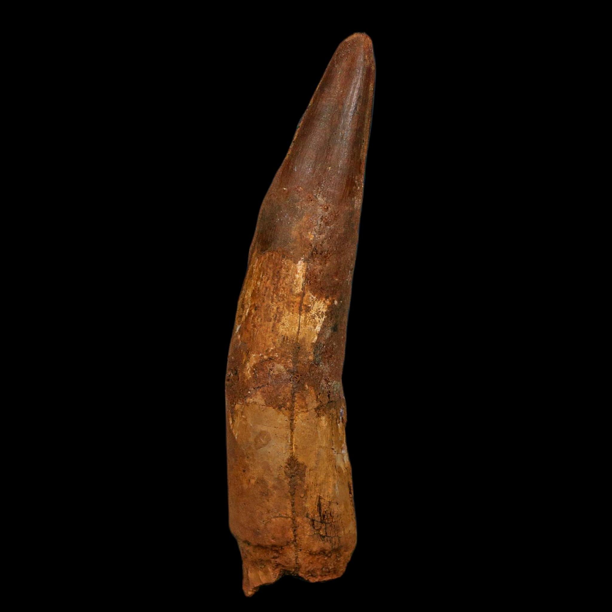 XL 4.2" Spinosaurus Fossil Tooth 100 Million Years Old Cretaceous Dinosaur COA