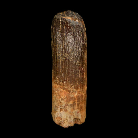 1.2" Rebbachisaurus Sauropod Fossil Tooth Early Cretaceous Dinosaur COA, Display - Fossil Age Minerals