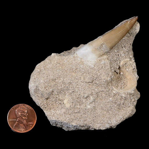 1.8" Plesiosaur Zarafasaura Tooth Fossil In Matrix Cretaceous Dinosaur Era COA - Fossil Age Minerals