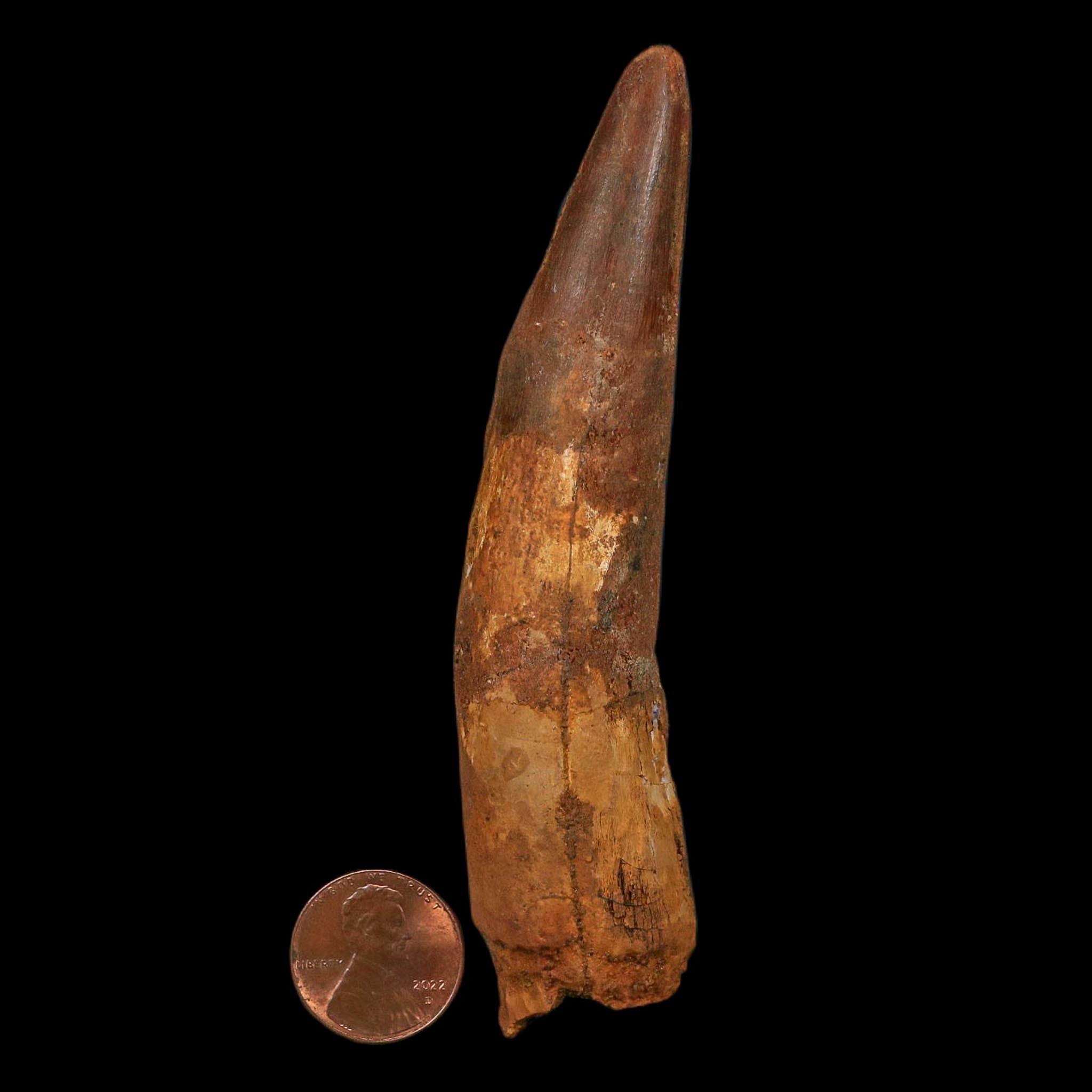 XL 4.2" Spinosaurus Fossil Tooth 100 Million Years Old Cretaceous Dinosaur COA