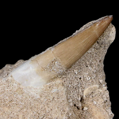 1.8" Plesiosaur Zarafasaura Tooth Fossil In Matrix Cretaceous Dinosaur Era COA - Fossil Age Minerals
