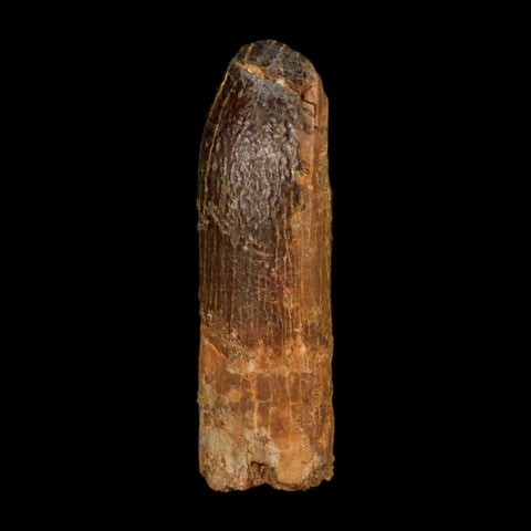 1.2" Rebbachisaurus Sauropod Fossil Tooth Early Cretaceous Dinosaur COA, Display - Fossil Age Minerals