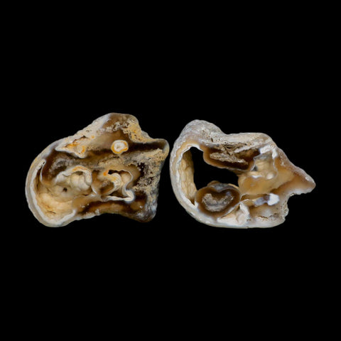 2.1" Agatized Coral Slabs Fossil Oligocene and Miocene Epochs Tampa Bay Florida