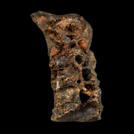 0.9" Tyrannosaurus Rex Fossil Bone Marrow Dinosaur Lance Creek FM WY COA Display