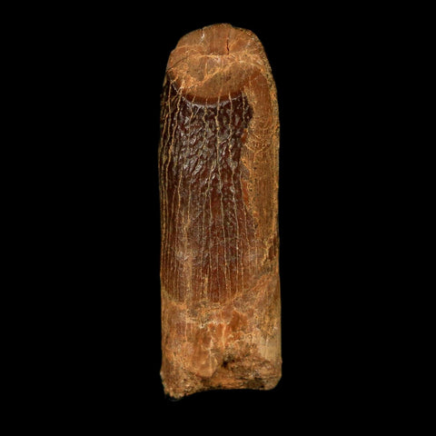 1.2" Rebbachisaurus Sauropod Fossil Tooth Early Cretaceous Dinosaur COA, Display - Fossil Age Minerals