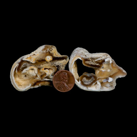 2.1" Agatized Coral Slabs Fossil Oligocene and Miocene Epochs Tampa Bay Florida