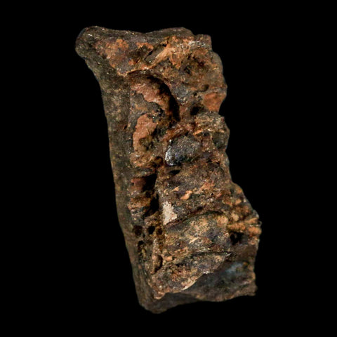 0.9" Tyrannosaurus Rex Fossil Bone Marrow Dinosaur Lance Creek FM WY COA Display