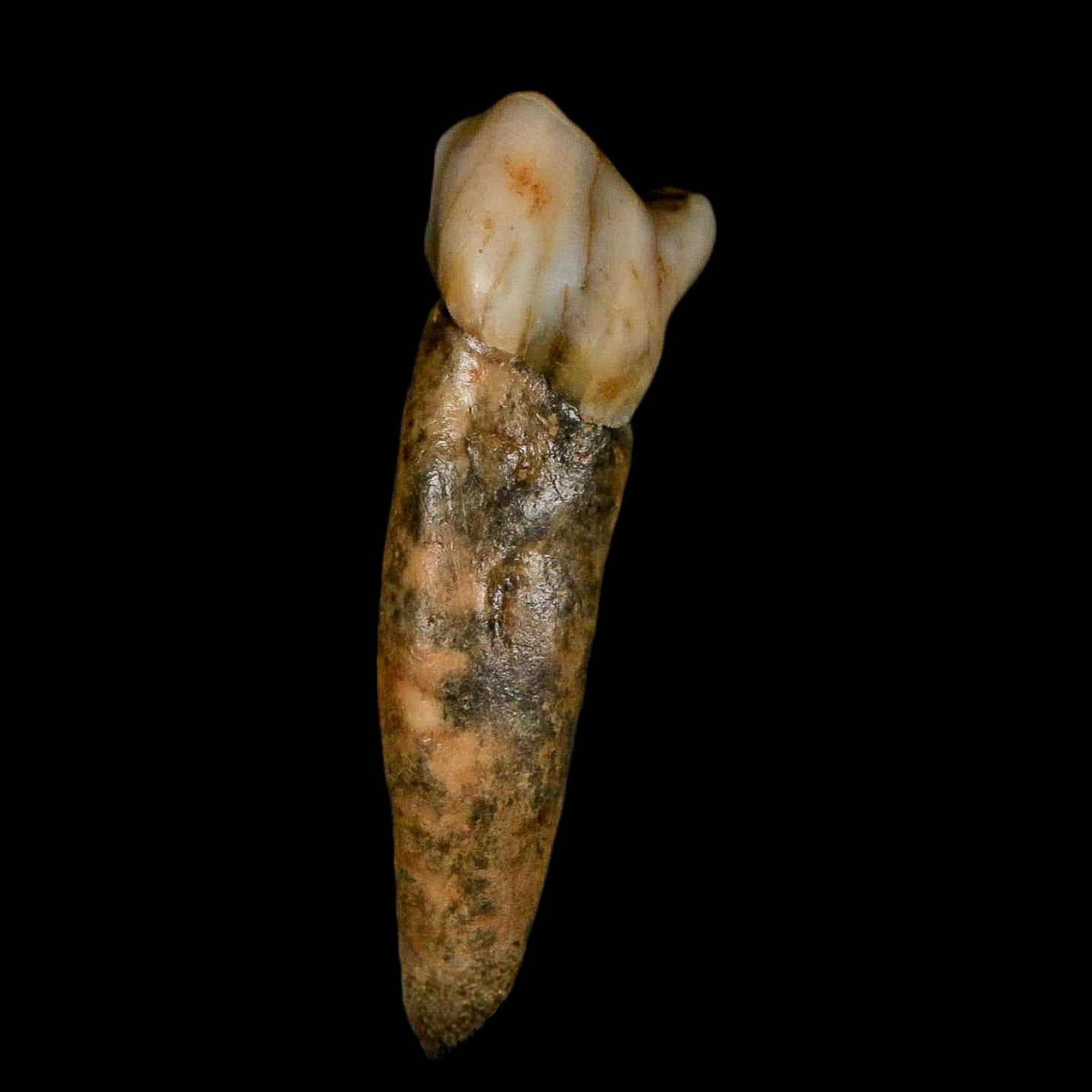 1.6" Extinct Cave Bear Ursus Spelaeus Incisor Tooth Rooted Pleistocene Age COA, Stand - Fossil Age Minerals