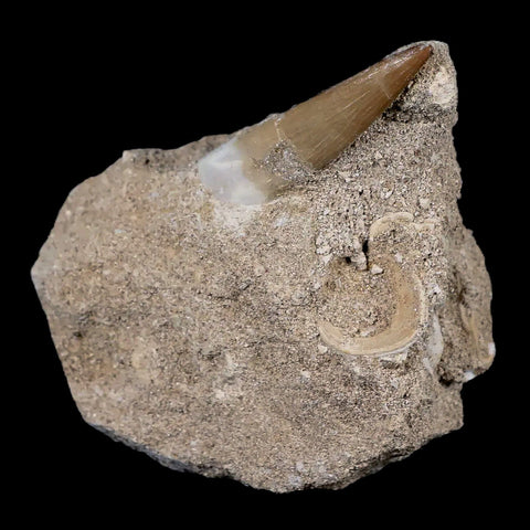 1.8" Plesiosaur Zarafasaura Tooth Fossil In Matrix Cretaceous Dinosaur Era COA - Fossil Age Minerals