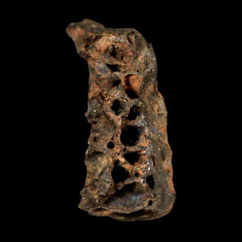 0.9" Tyrannosaurus Rex Fossil Bone Marrow Dinosaur Lance Creek FM WY COA Display