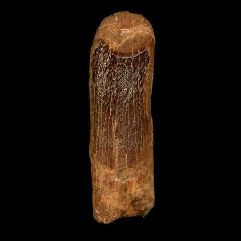 1.2" Rebbachisaurus Sauropod Fossil Tooth Early Cretaceous Dinosaur COA, Display - Fossil Age Minerals