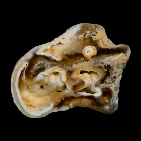 2.1" Agatized Coral Slabs Fossil Oligocene and Miocene Epochs Tampa Bay Florida