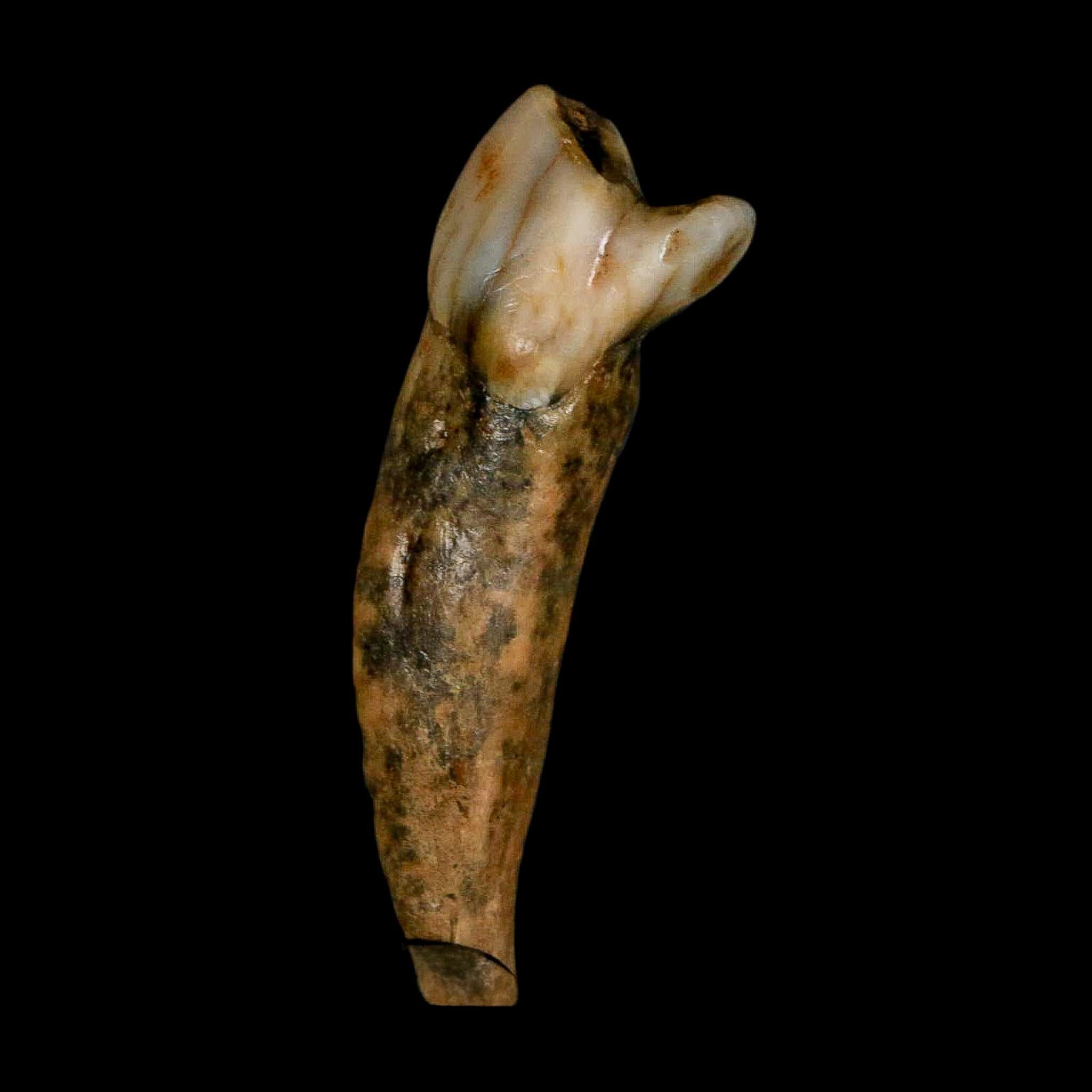 1.6" Extinct Cave Bear Ursus Spelaeus Incisor Tooth Rooted Pleistocene Age COA, Stand - Fossil Age Minerals