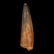 XL 4.1" Spinosaurus Fossil Tooth 100 Million Years Old Cretaceous Dinosaur COA
