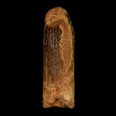 1.2" Rebbachisaurus Sauropod Fossil Tooth Early Cretaceous Dinosaur COA, Display - Fossil Age Minerals