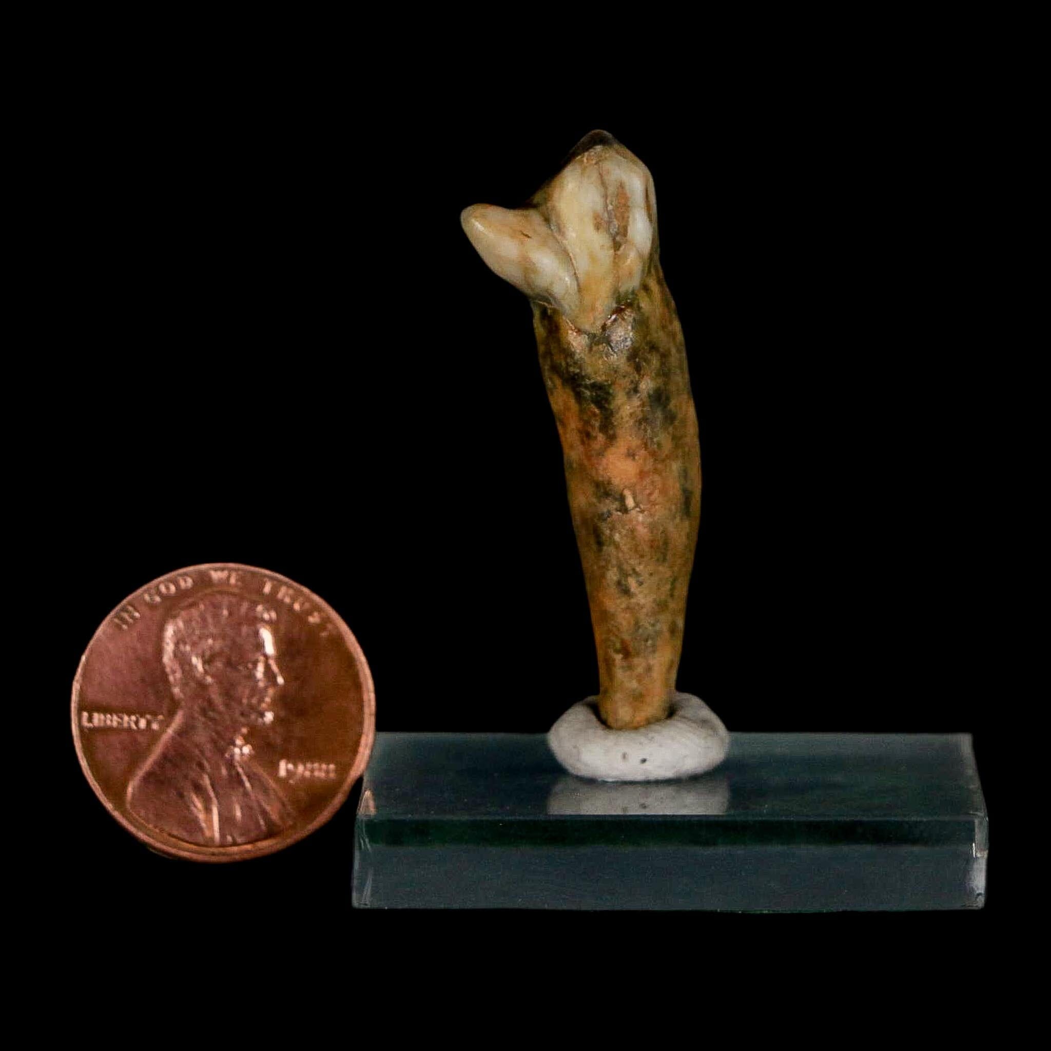 1.6" Extinct Cave Bear Ursus Spelaeus Incisor Tooth Rooted Pleistocene Age COA, Stand - Fossil Age Minerals