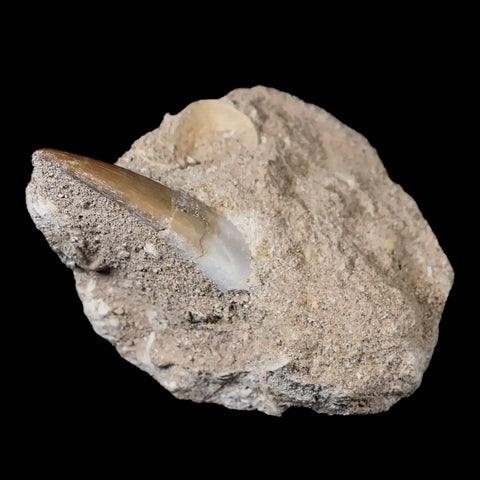 1.8" Plesiosaur Zarafasaura Tooth Fossil In Matrix Cretaceous Dinosaur Era COA - Fossil Age Minerals
