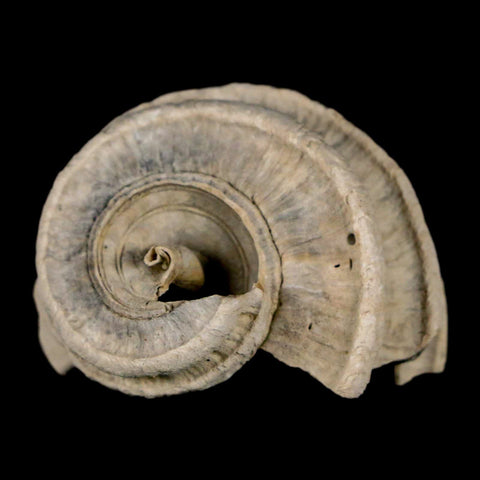 1.4" Ecphora Gardnerae Gastropod Fossil Shell Lee Creek Miocene Epoch North Carolina - Fossil Age Minerals