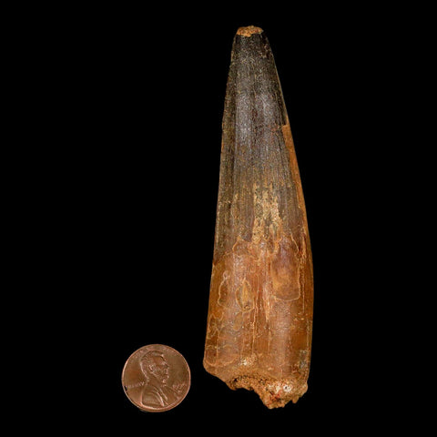 XL 4.1" Spinosaurus Fossil Tooth 100 Million Years Old Cretaceous Dinosaur COA - Fossil Age Minerals