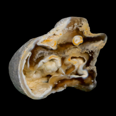 2.1" Agatized Coral Slabs Fossil Oligocene and Miocene Epochs Tampa Bay Florida