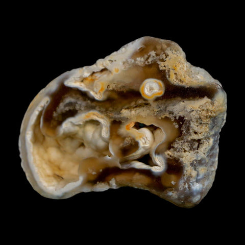 2.1" Agatized Coral Slabs Fossil Oligocene and Miocene Epochs Tampa Bay Florida