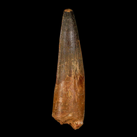 XL 4.1" Spinosaurus Fossil Tooth 100 Million Years Old Cretaceous Dinosaur COA - Fossil Age Minerals