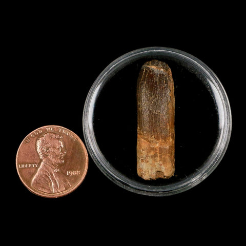 1.2" Rebbachisaurus Sauropod Fossil Tooth Early Cretaceous Dinosaur COA, Display - Fossil Age Minerals