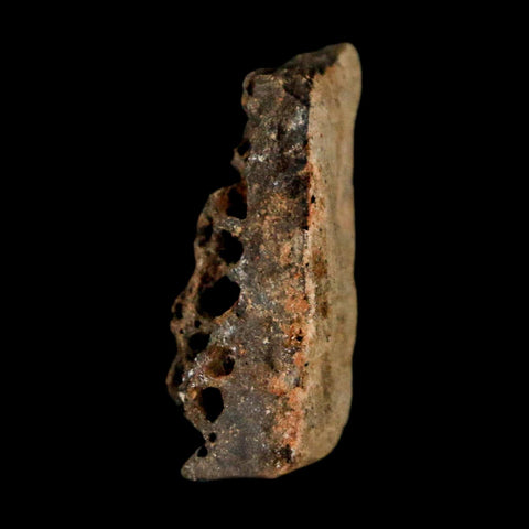 0.9" Tyrannosaurus Rex Fossil Bone Marrow Dinosaur Lance Creek FM WY COA Display