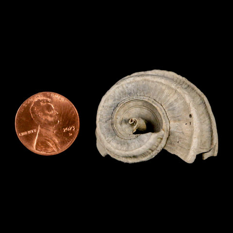 1.4" Ecphora Gardnerae Gastropod Fossil Shell Lee Creek Miocene Epoch North Carolina - Fossil Age Minerals