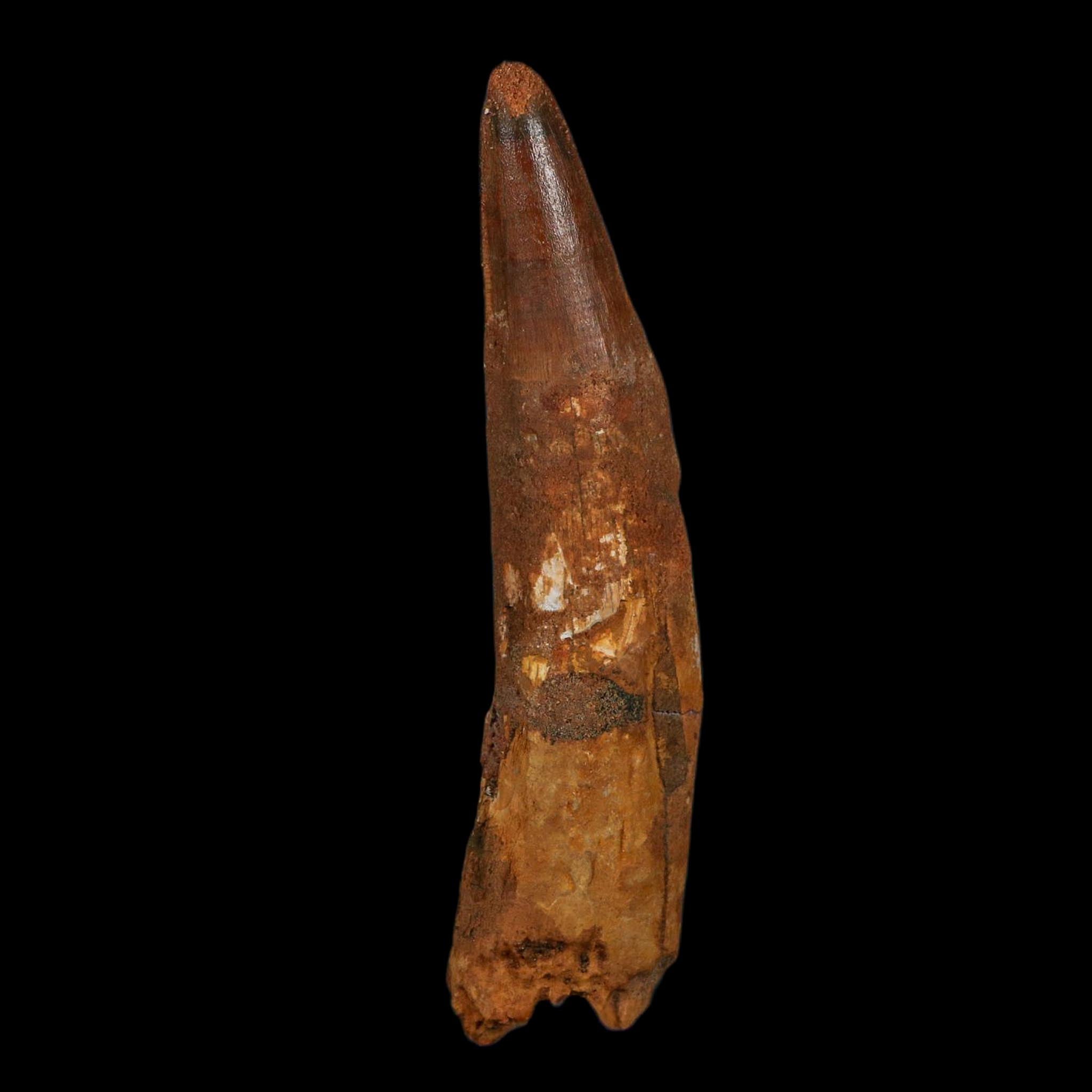 XL 4.2" Spinosaurus Fossil Tooth 100 Million Years Old Cretaceous Dinosaur COA