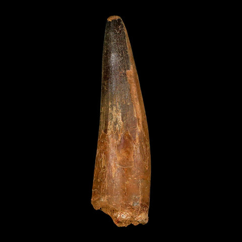 XL 4.1" Spinosaurus Fossil Tooth 100 Million Years Old Cretaceous Dinosaur COA - Fossil Age Minerals