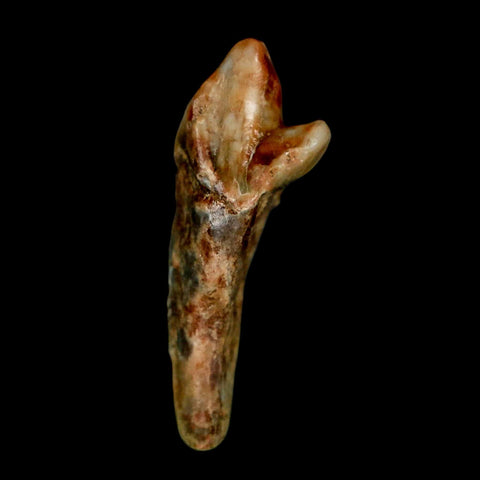 1.5" Extinct Cave Bear Ursus Spelaeus Incisor Tooth Rooted Pleistocene Age COA, Stand