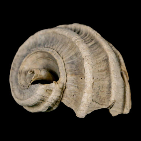 1.4" Ecphora Gardnerae Gastropod Fossil Shell Lee Creek Miocene Epoch North Carolina - Fossil Age Minerals