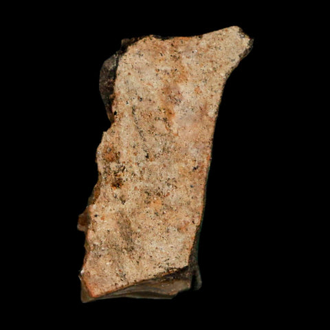 0.9" Tyrannosaurus Rex Fossil Bone Marrow Dinosaur Lance Creek FM WY COA Display