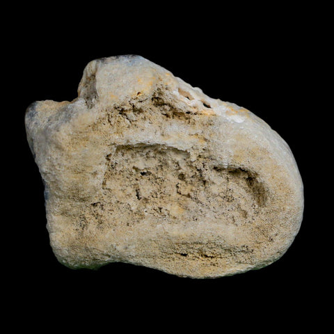 2.1" Agatized Coral Slabs Fossil Oligocene and Miocene Epochs Tampa Bay Florida