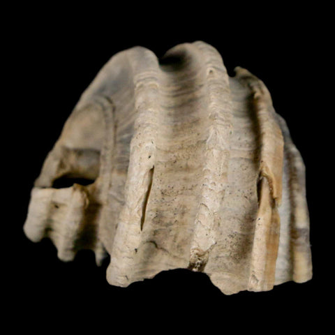 1.4" Ecphora Gardnerae Gastropod Fossil Shell Lee Creek Miocene Epoch North Carolina - Fossil Age Minerals