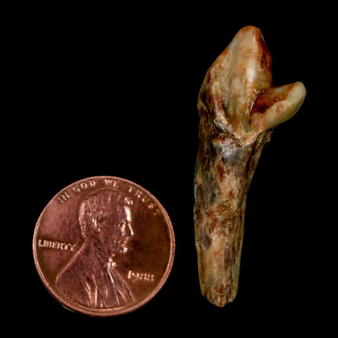 1.5" Extinct Cave Bear Ursus Spelaeus Incisor Tooth Rooted Pleistocene Age COA, Stand