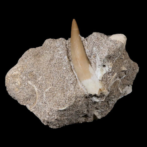 XL 2" Plesiosaur Zarafasaura Tooth Fossil In Matrix Cretaceous Dinosaur Era COA - Fossil Age Minerals