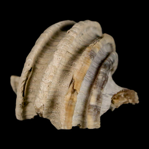 1.4" Ecphora Gardnerae Gastropod Fossil Shell Lee Creek Miocene Epoch North Carolina - Fossil Age Minerals