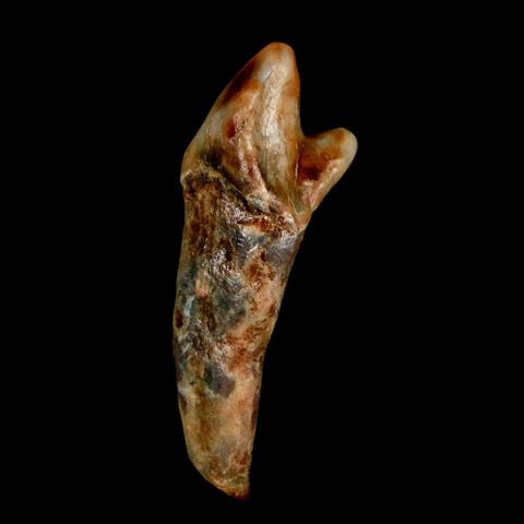 1.5" Extinct Cave Bear Ursus Spelaeus Incisor Tooth Rooted Pleistocene Age COA, Stand