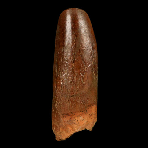 1.2" Rebbachisaurus Sauropod Fossil Tooth Early Cretaceous Dinosaur COA, Display