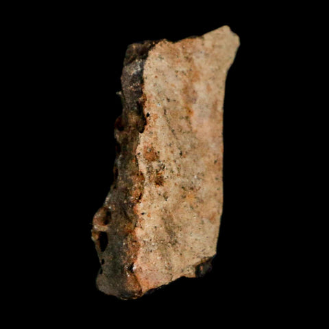 0.9" Tyrannosaurus Rex Fossil Bone Marrow Dinosaur Lance Creek FM WY COA Display