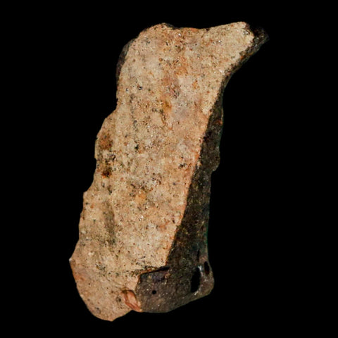 0.9" Tyrannosaurus Rex Fossil Bone Marrow Dinosaur Lance Creek FM WY COA Display
