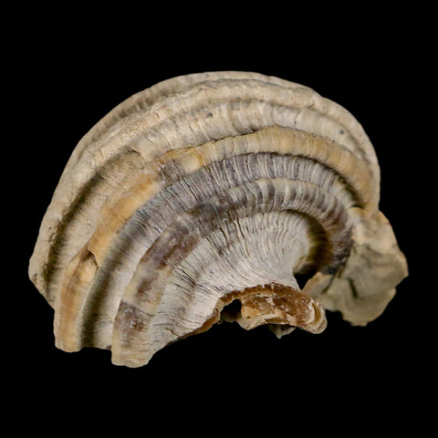 1.4" Ecphora Gardnerae Gastropod Fossil Shell Lee Creek Miocene Epoch North Carolina - Fossil Age Minerals