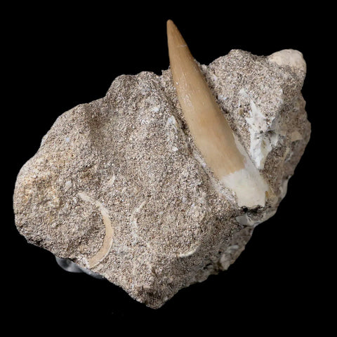 XL 2" Plesiosaur Zarafasaura Tooth Fossil In Matrix Cretaceous Dinosaur Era COA - Fossil Age Minerals