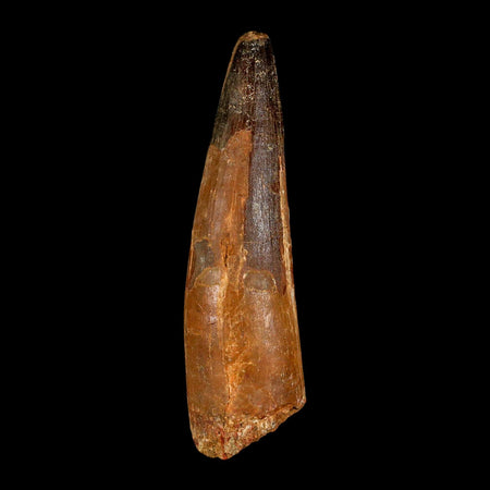 XL 4.1" Spinosaurus Fossil Tooth 100 Million Years Old Cretaceous Dinosaur COA