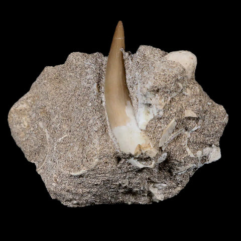 XL 2" Plesiosaur Zarafasaura Tooth Fossil In Matrix Cretaceous Dinosaur Era COA - Fossil Age Minerals